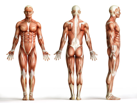 Anatomie du corps humain