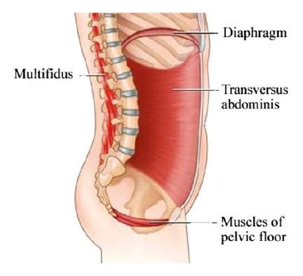 Muscles du plancher pelvien