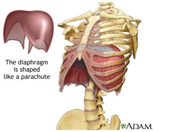 Votre diaphragme a la forme d'un parachute