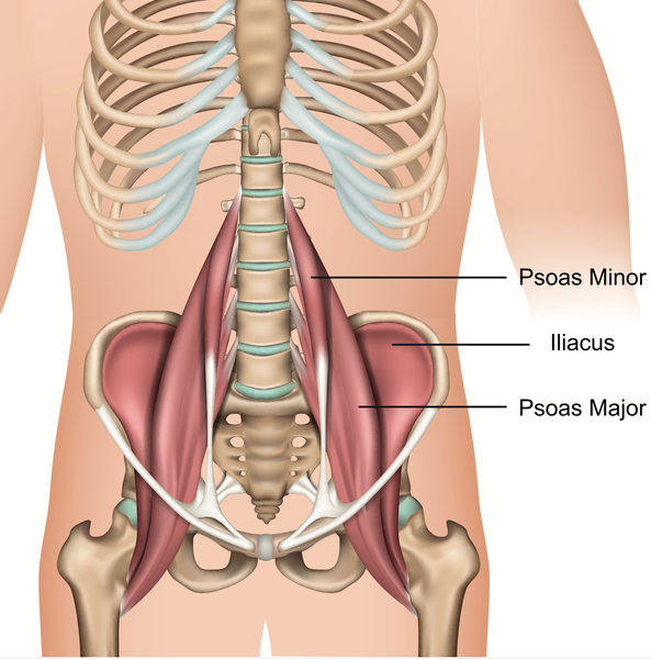 Anatomie du muscle psoas